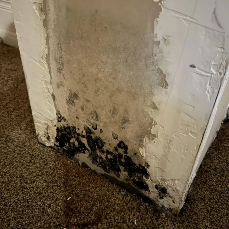 Professional Mold Removal in Kenova, WV